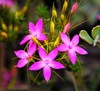 Inland Pink Starflower - Photo (c) keenasfish, some rights reserved (CC BY-NC), uploaded by keenasfish