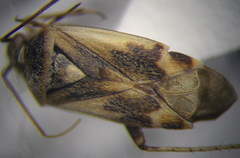 Polymerus cognatus