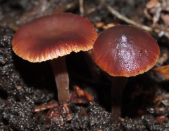 Macrocystidia cucumis