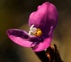 Patersonia lanata