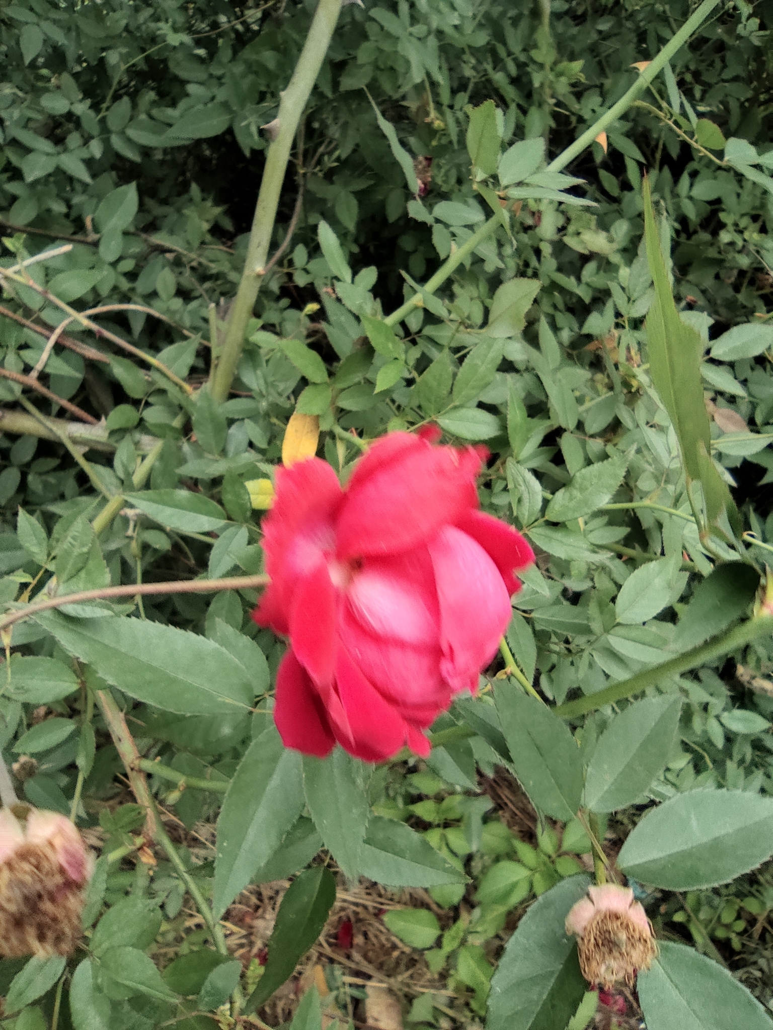 Santo golpear tira Rosa de Castilla (Rosa chinensis) · NaturaLista Mexico