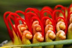 Grevillea hookeriana