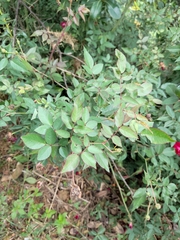 Rosa chinensis