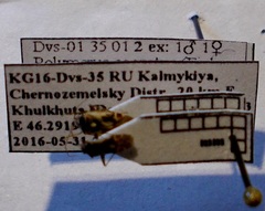 Polymerus cognatus