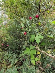 Rosa chinensis