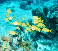 Haemulon flavolineatum