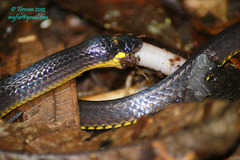 Calamaria schlegeli cuvieri