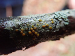 Athallia pyracea