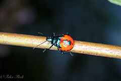 Euthyrhynchus floridanus