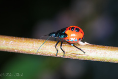 Euthyrhynchus floridanus
