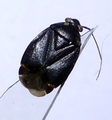 Polymerus nigrita