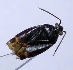 Polymerus nigrita
