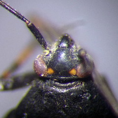Polymerus nigrita