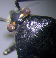 Polymerus nigrita