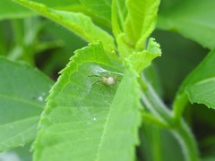 Pisaurina