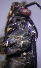 Polymerus nigrita
