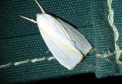 Cryptophasa flavolineata