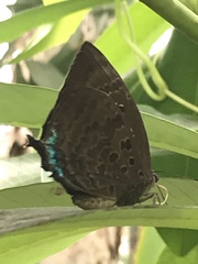 Arhopala centaurus nakula