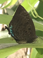 Arhopala centaurus nakula