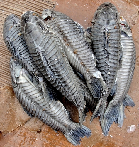 Atipa (Hoplosternum littorale) — Callichthyidae