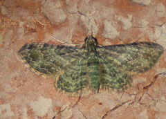 Chloroclystis mniochroa