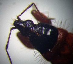 Prostemma sanguineum