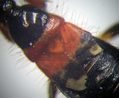 Prostemma sanguineum