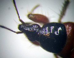 Prostemma sanguineum