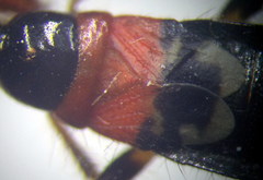 Prostemma sanguineum