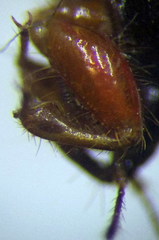 Prostemma sanguineum