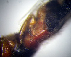 Prostemma sanguineum