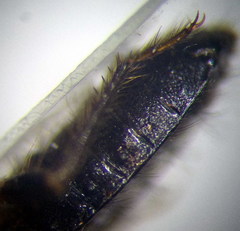 Prostemma sanguineum