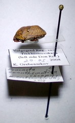 Psacasta exanthematica