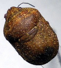 Psacasta exanthematica