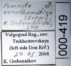 Psacasta exanthematica