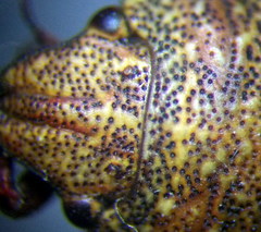 Psacasta exanthematica