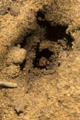Labidura truncata