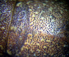 Psacasta exanthematica