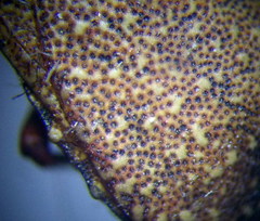 Psacasta exanthematica