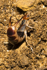 Labidura truncata