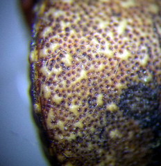 Psacasta exanthematica