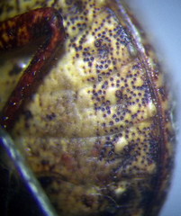 Psacasta exanthematica