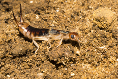 Labidura truncata