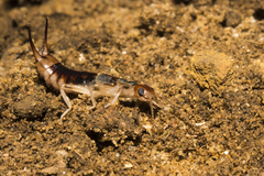 Labidura truncata