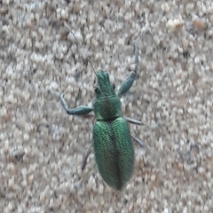 Naupactus auricinctus