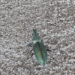 Naupactus auricinctus