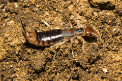 Labidura truncata
