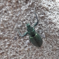 Naupactus auricinctus