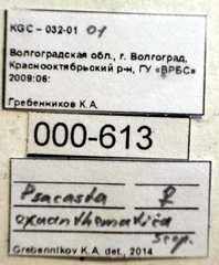 Psacasta exanthematica