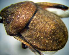 Psacasta exanthematica